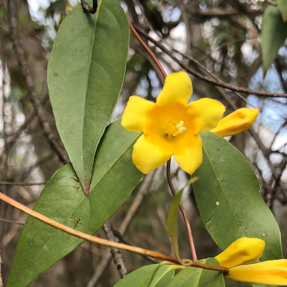 Carolina jessamine