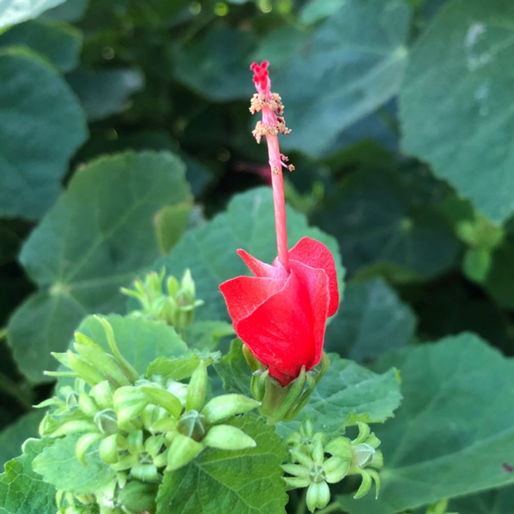 Turk's cap