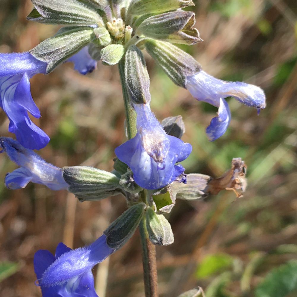 Sawtooth sage