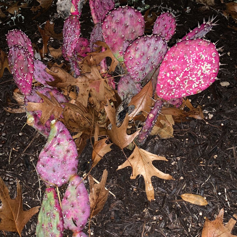 Santa rita prickly pear