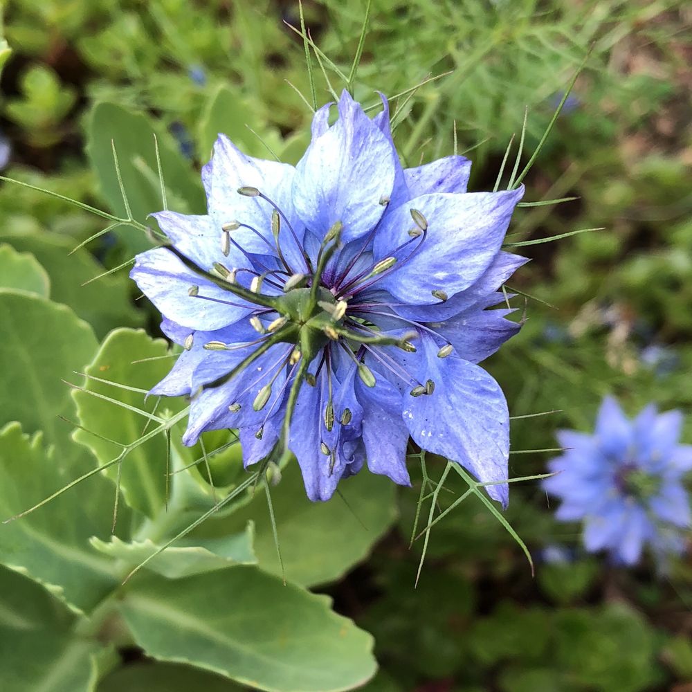 Love-in-a-mist