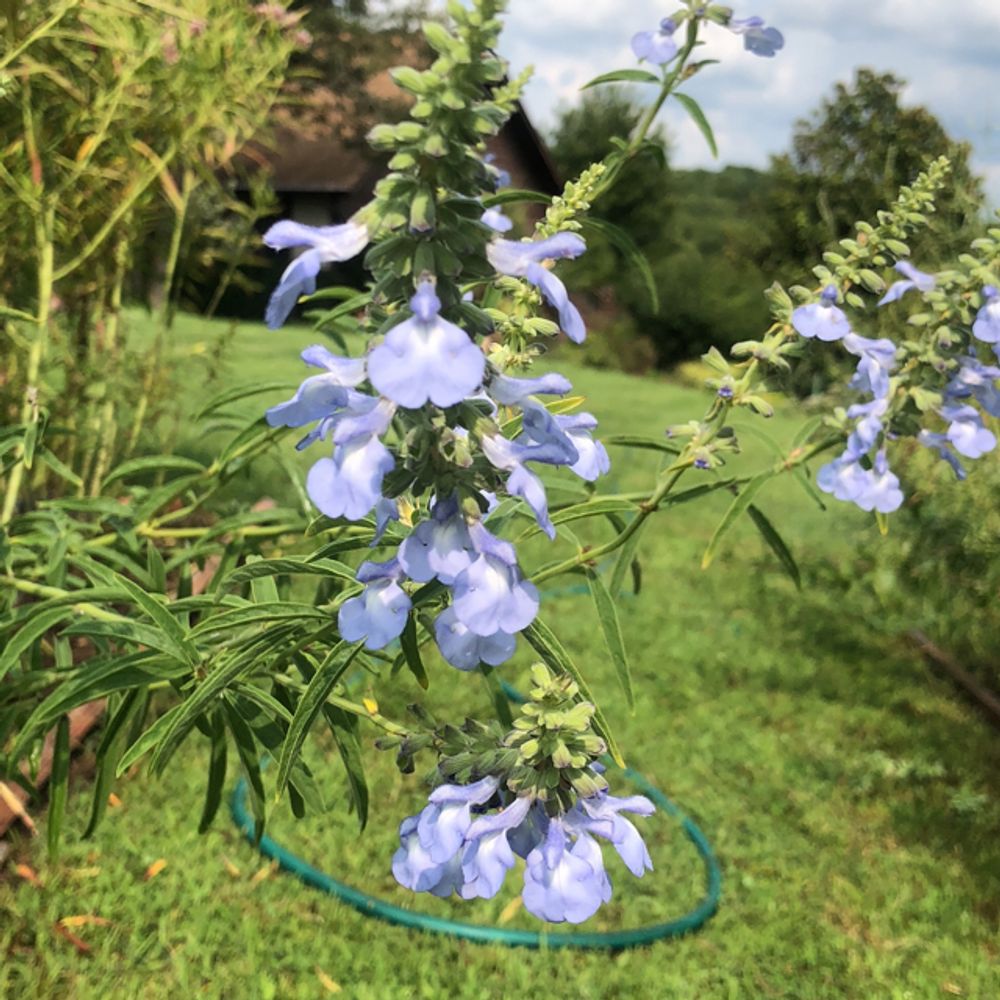 Bog sage