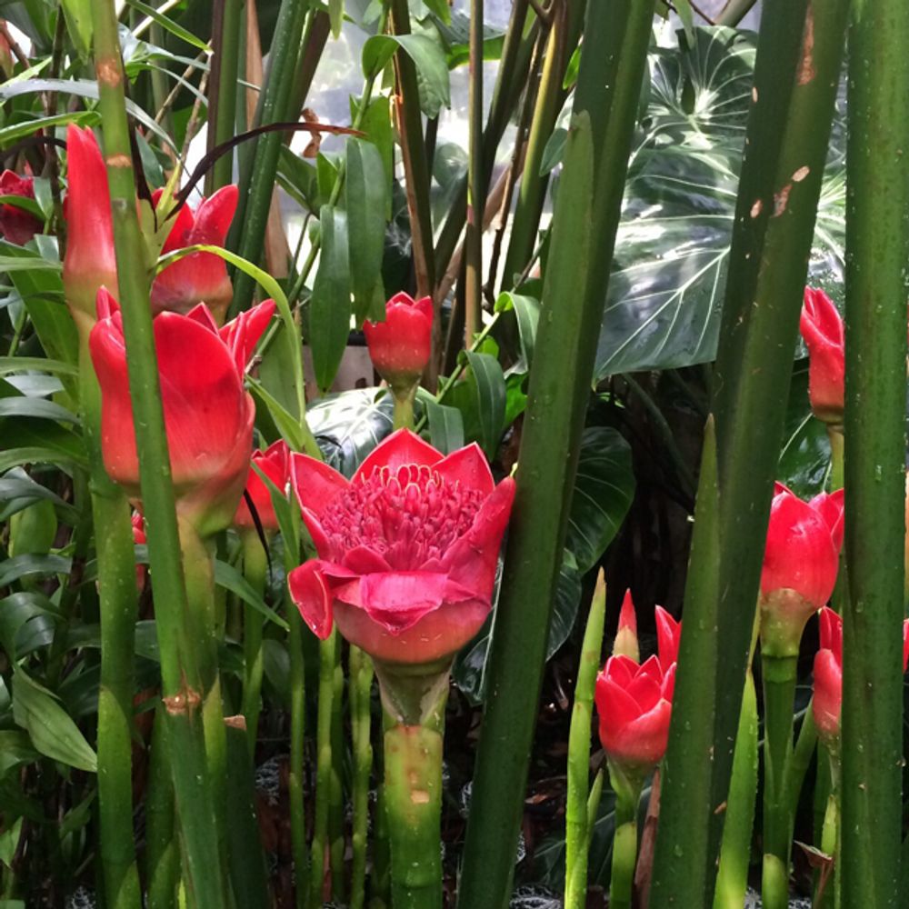 Torch ginger
