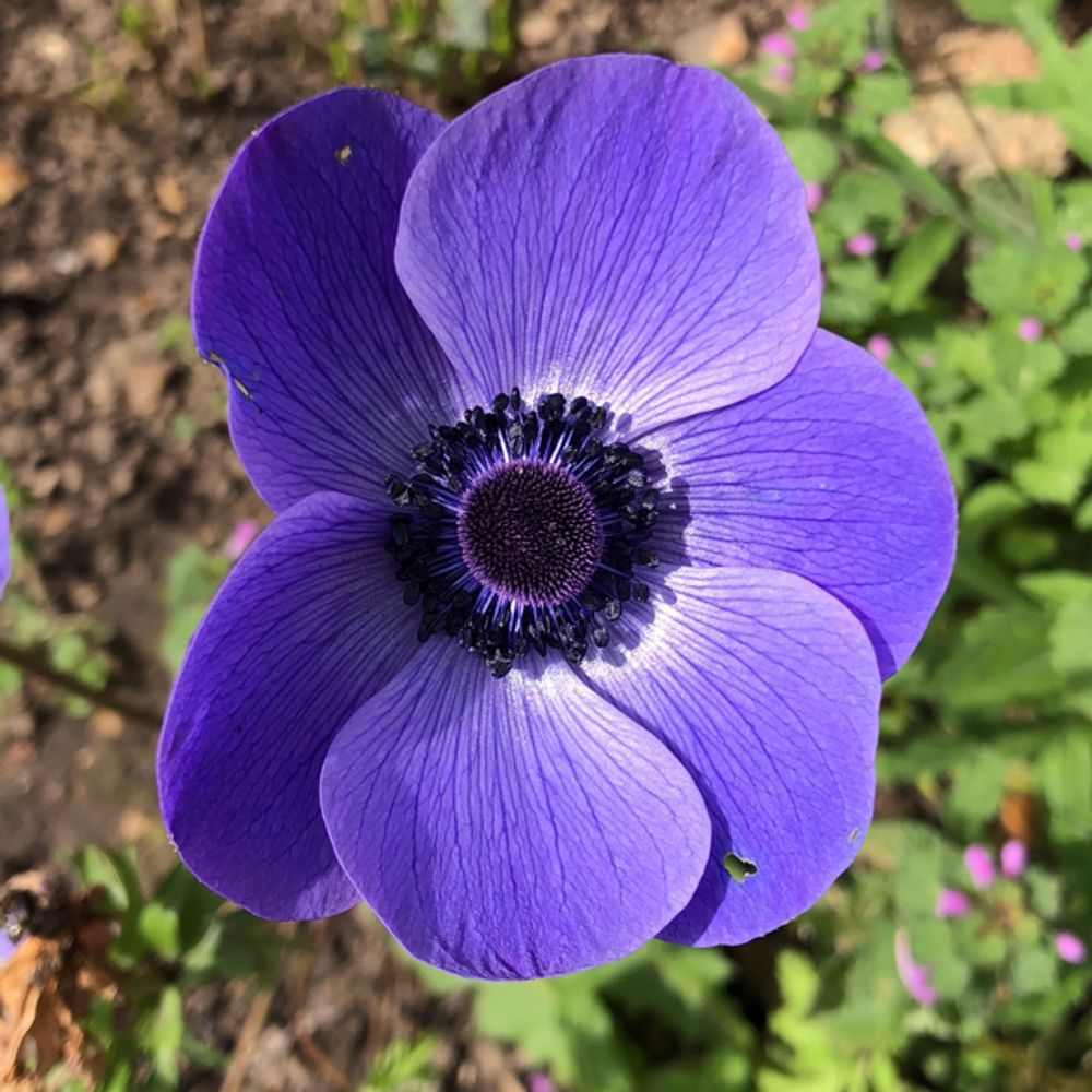 Poppy anemone