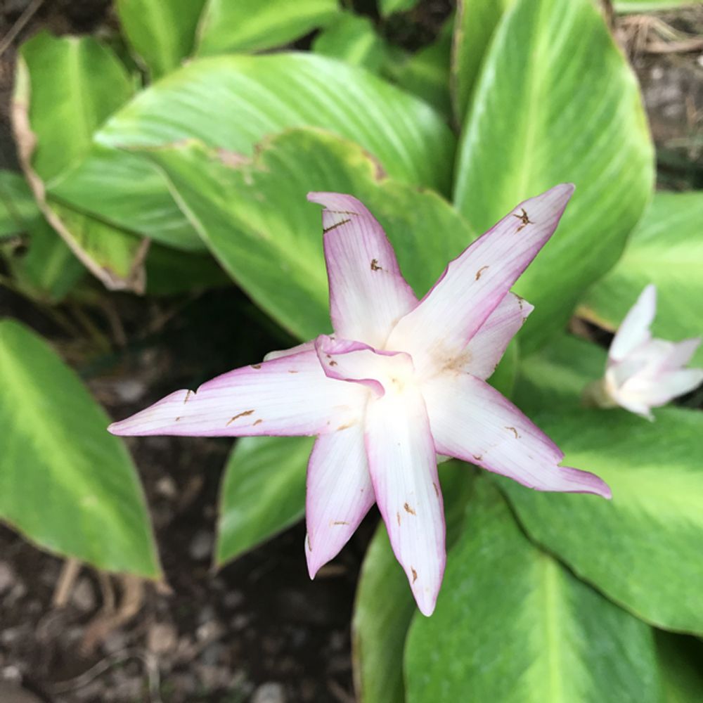 Turmeric