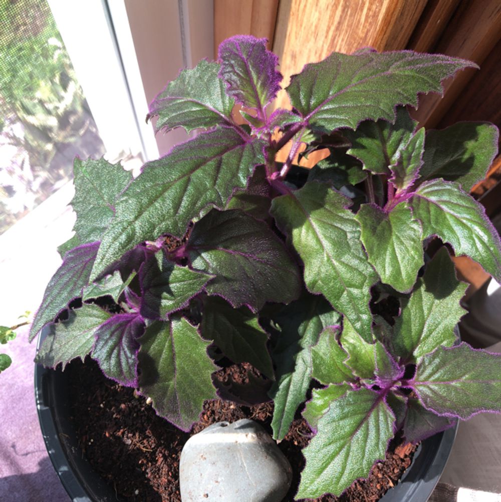 Purple passion plant (Gynura aurantiaca) - Image 1 of 10