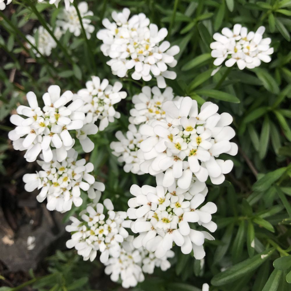 Gibraltar candytuft