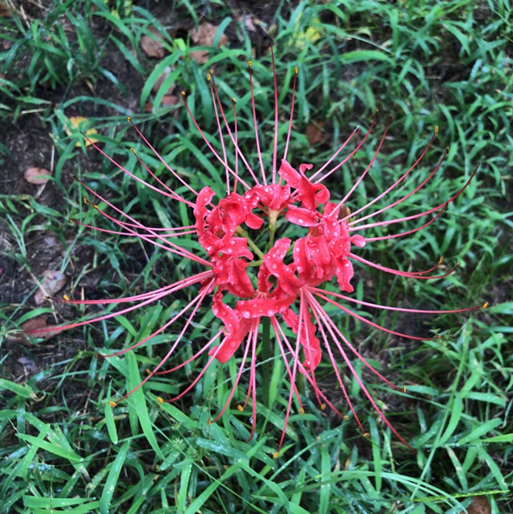 Red spider lily - Plantsnap - Identify Plants, Trees, Mushrooms With An App