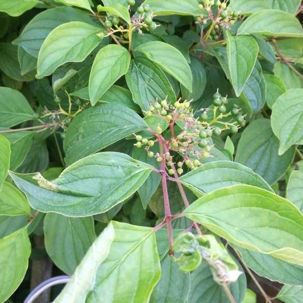 Tatarian dogwood