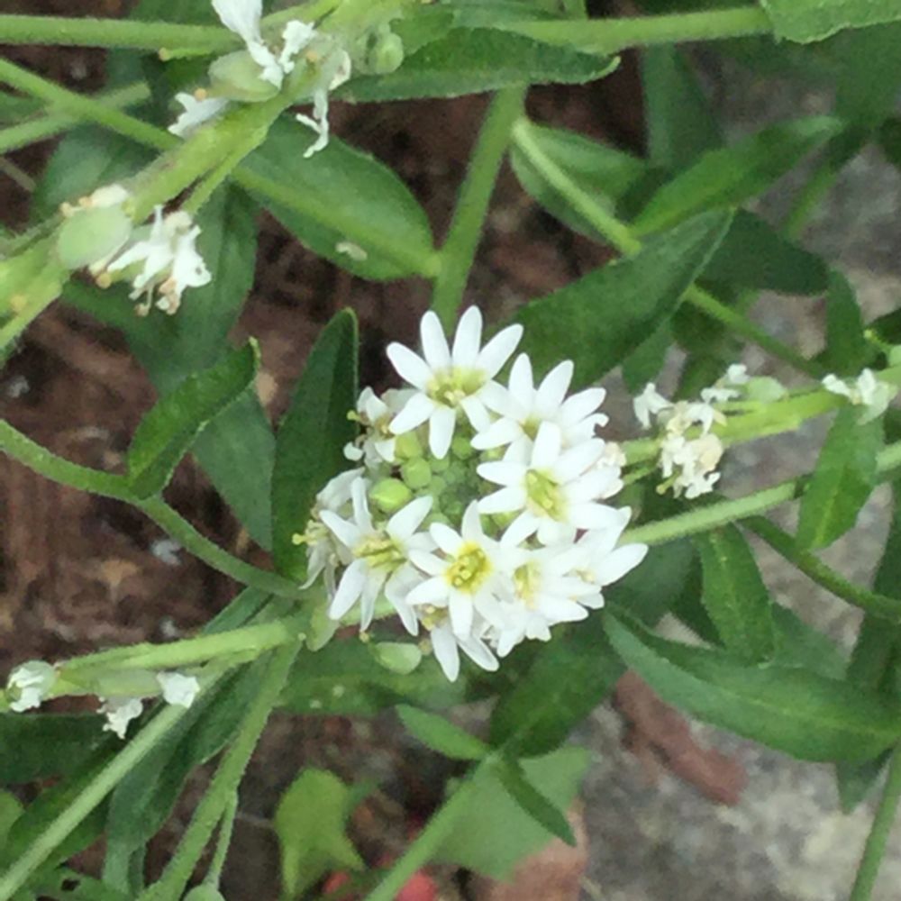 Hoary alyssum