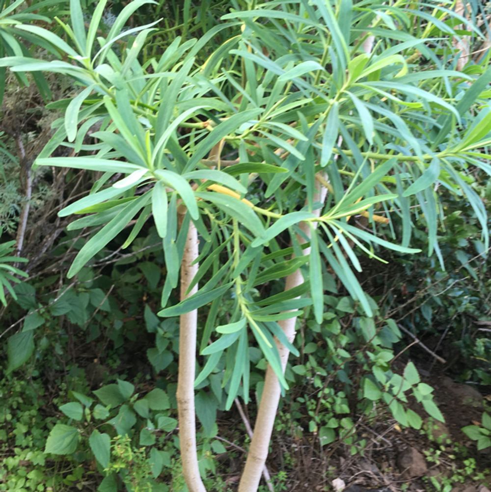 Tree spurge
