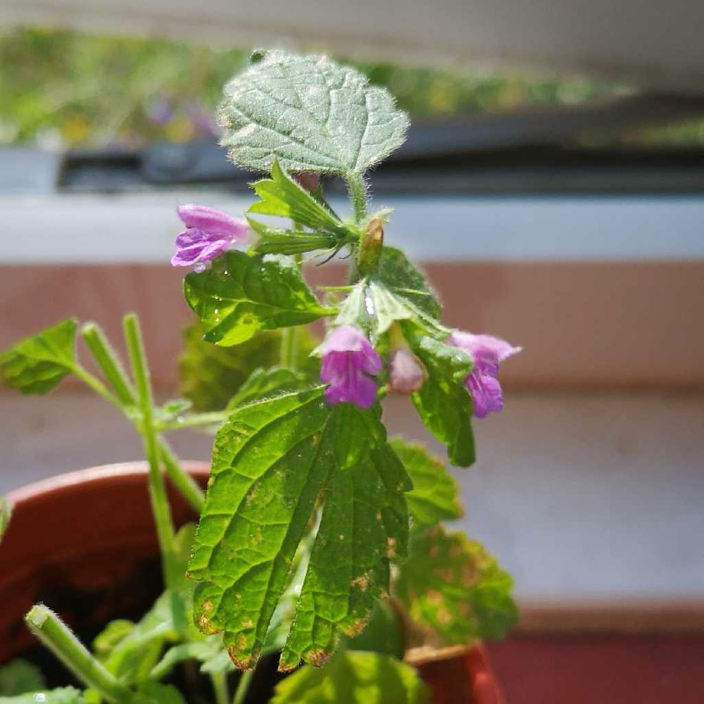 Black horehound