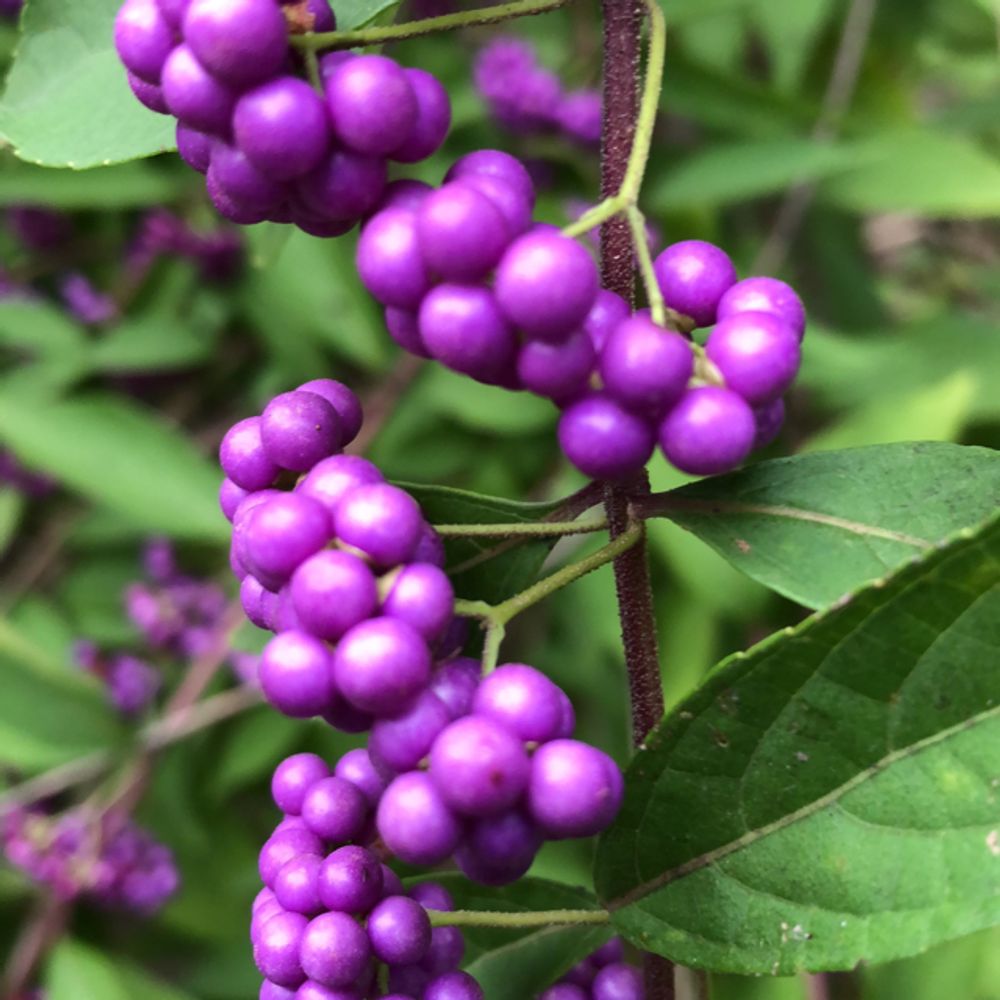 Bodinier's beautyberry