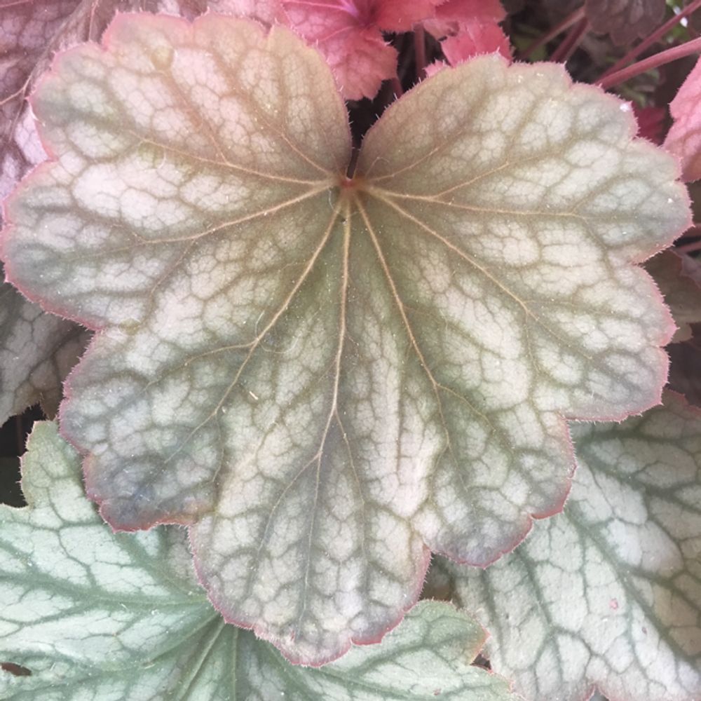 American alumroot