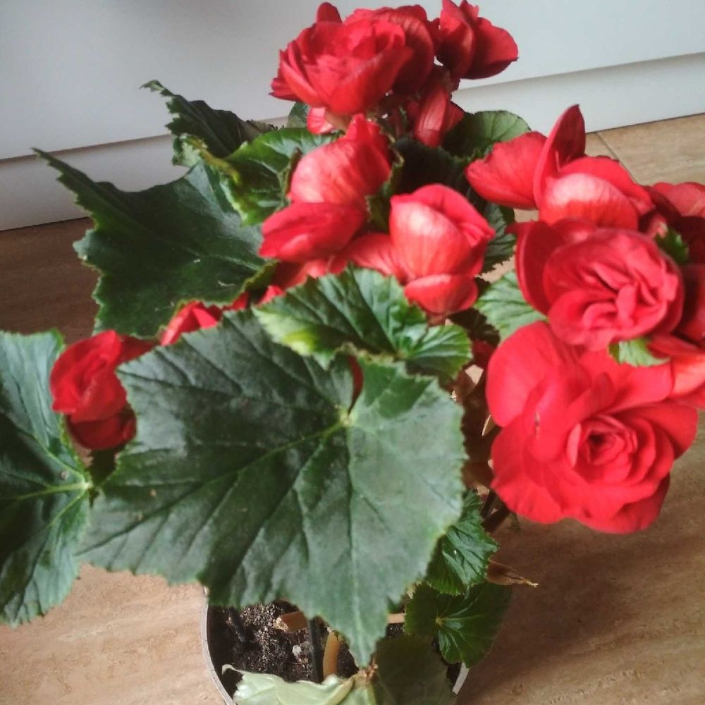 Cape begonia