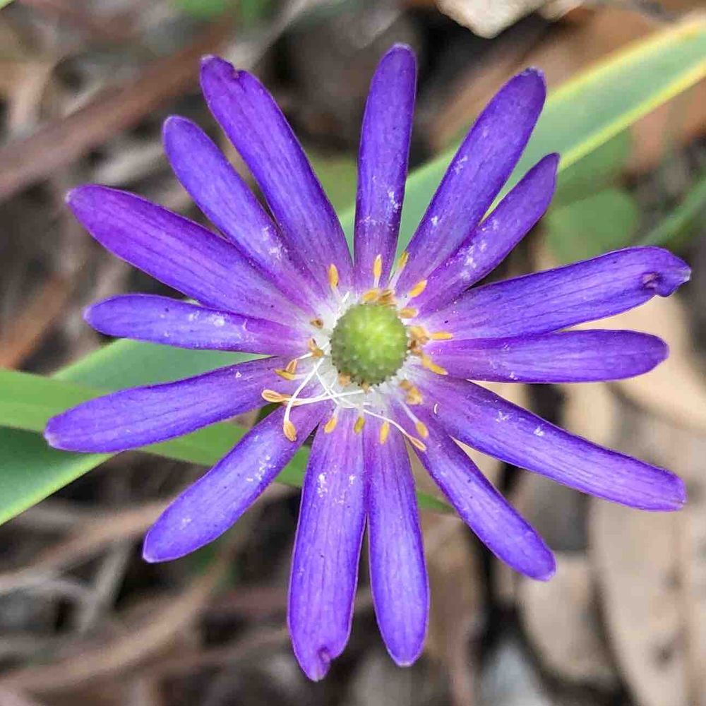 Grecian windflower