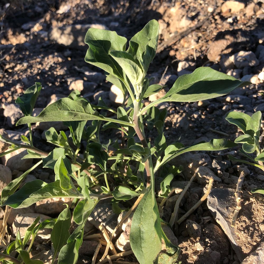 New zealand spinach