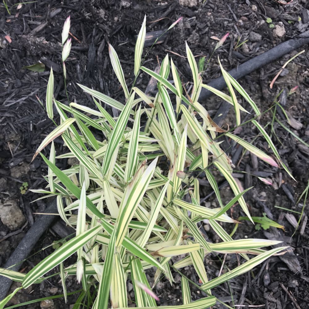 Large Ree Identification How to care for Giant reed - Complete Plant Care Guide | PlantSnap ...