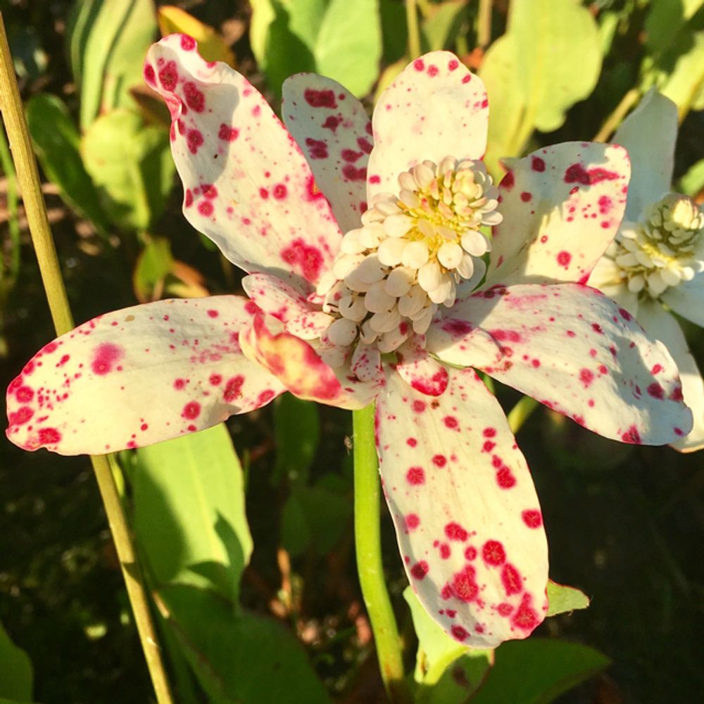 Toad lily