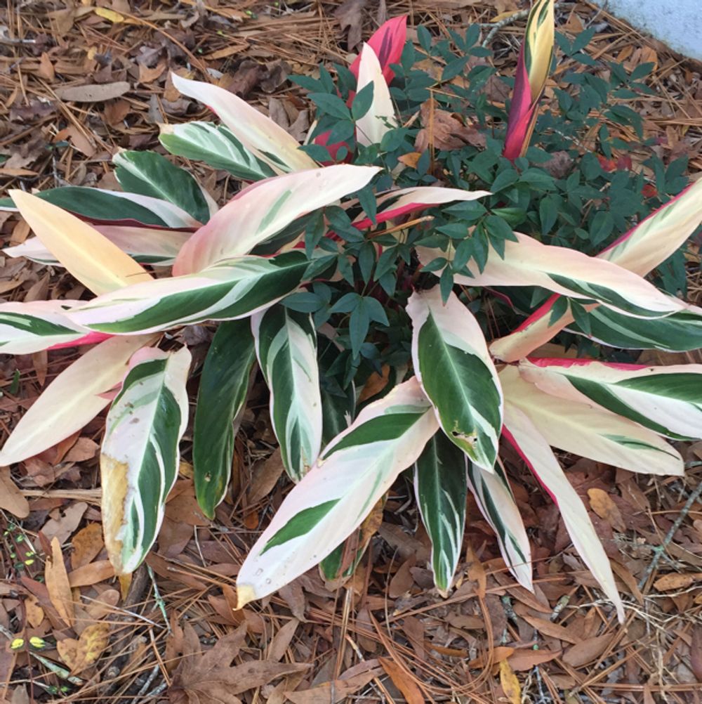 How to care for Tricolor ginger - Complete Plant Care Guide | PlantSnap ...