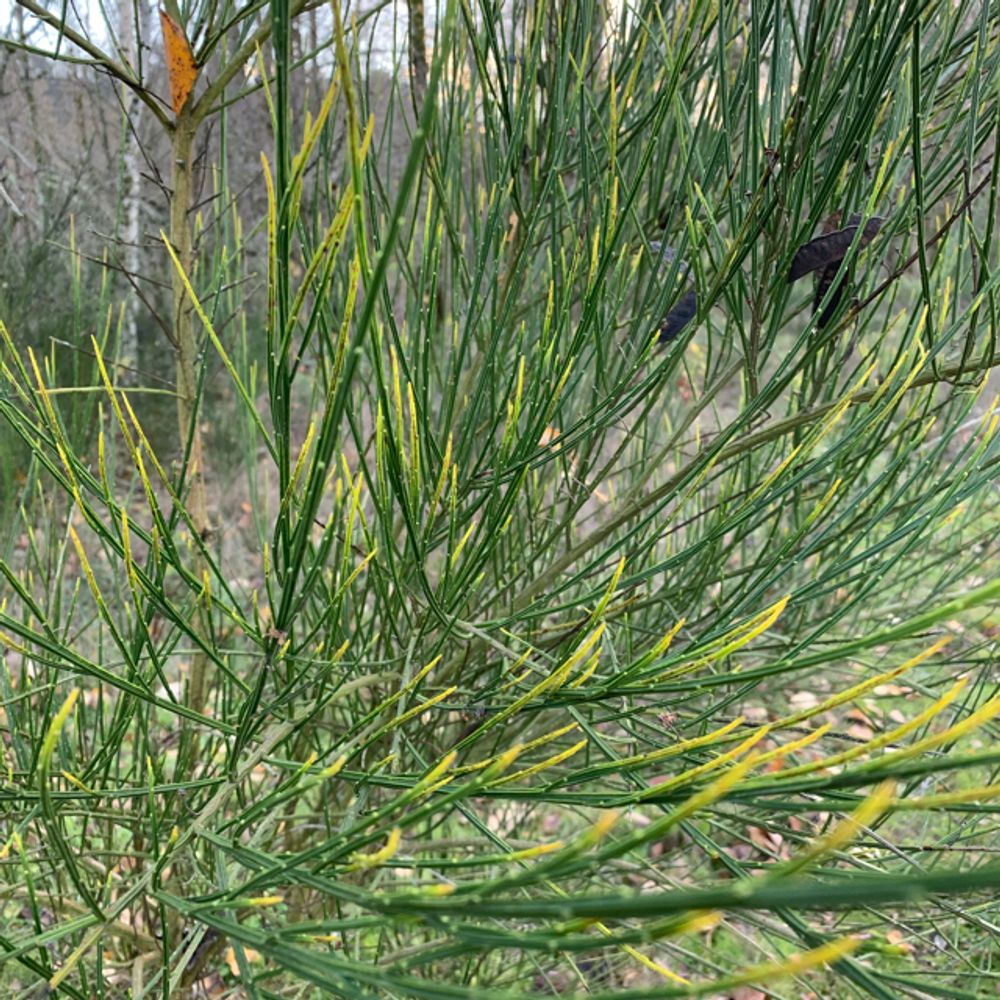 Scale broom