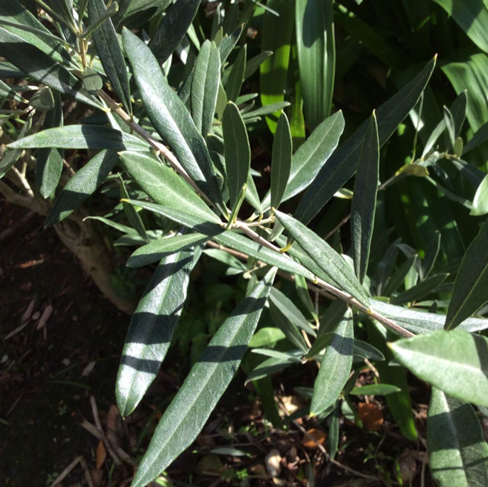 Arroyo willow (Salix lasiolepis) - Image 1 of 10