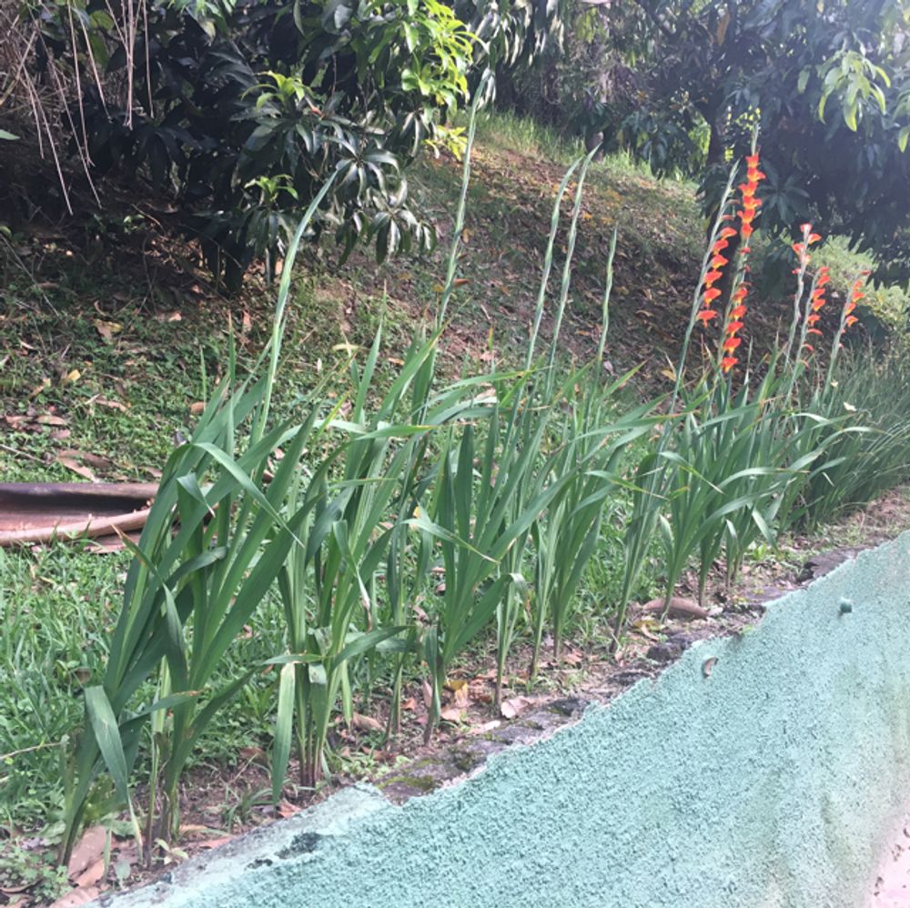 Gladiolus