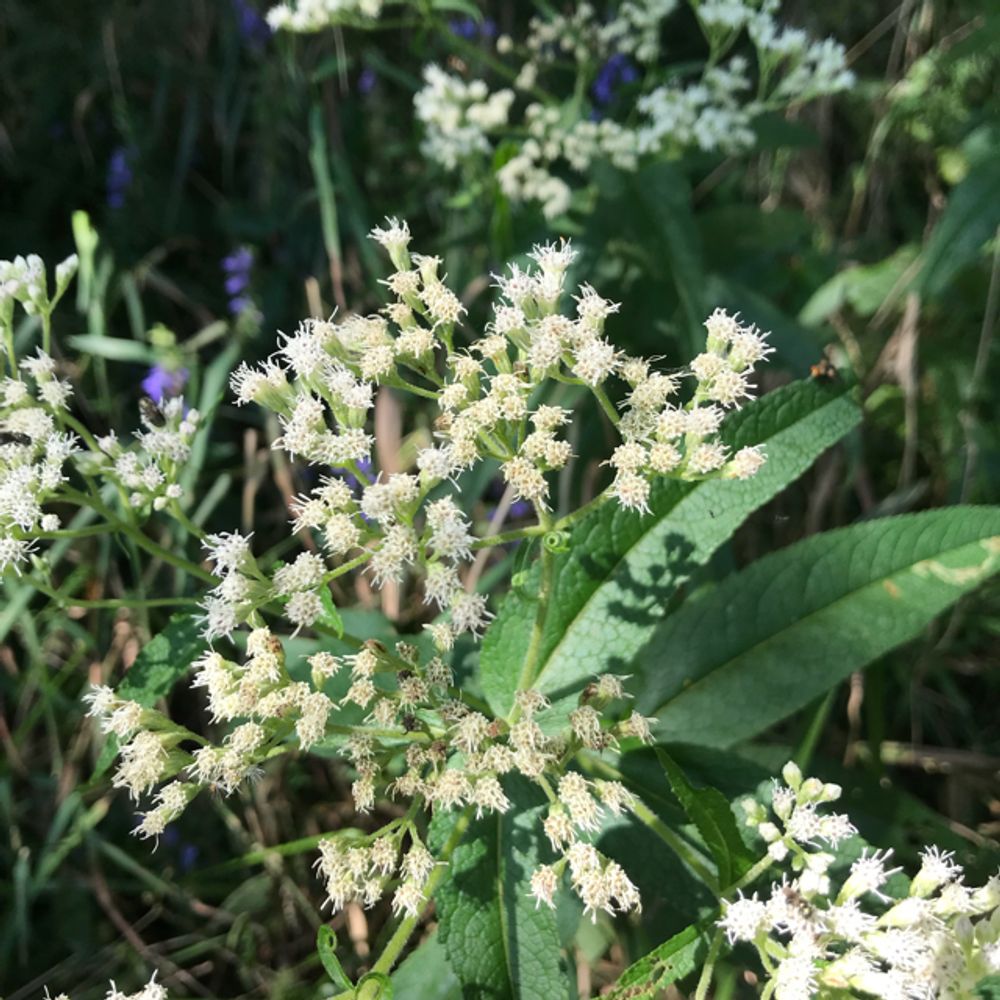 Boneset