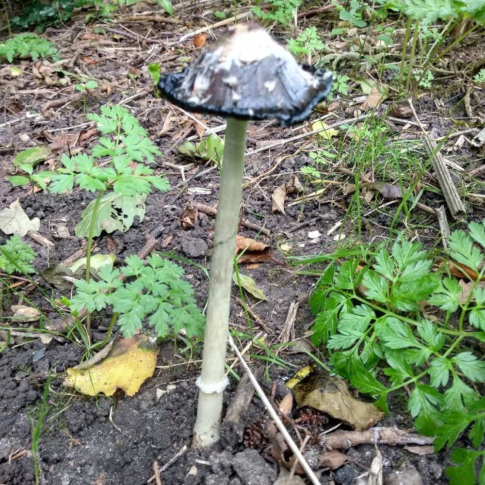 Magpie inkcap