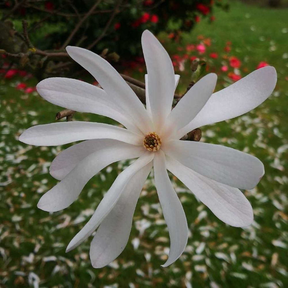 Star magnolia (Magnolia stellata) - Image 1 of 10