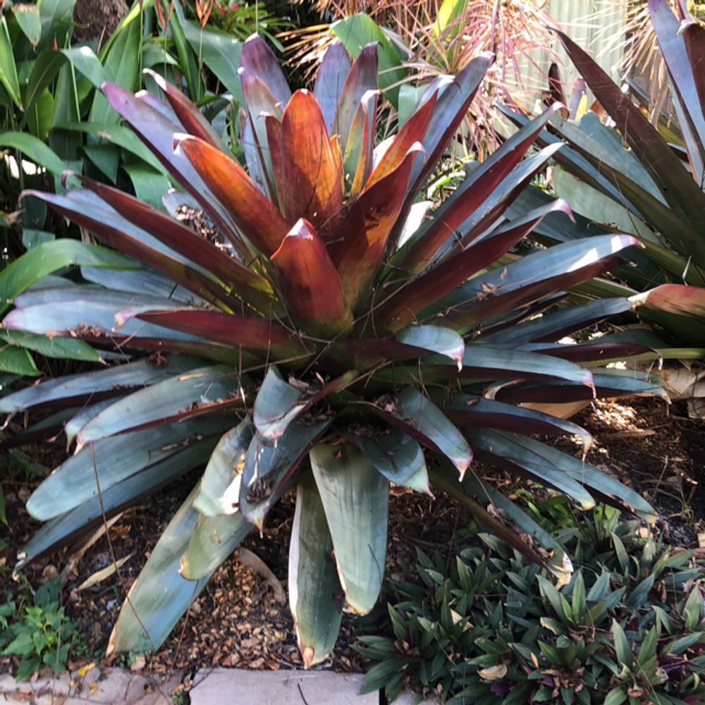 planten shop Dracaena Deremensis Hawaiian Sunshine Plant
