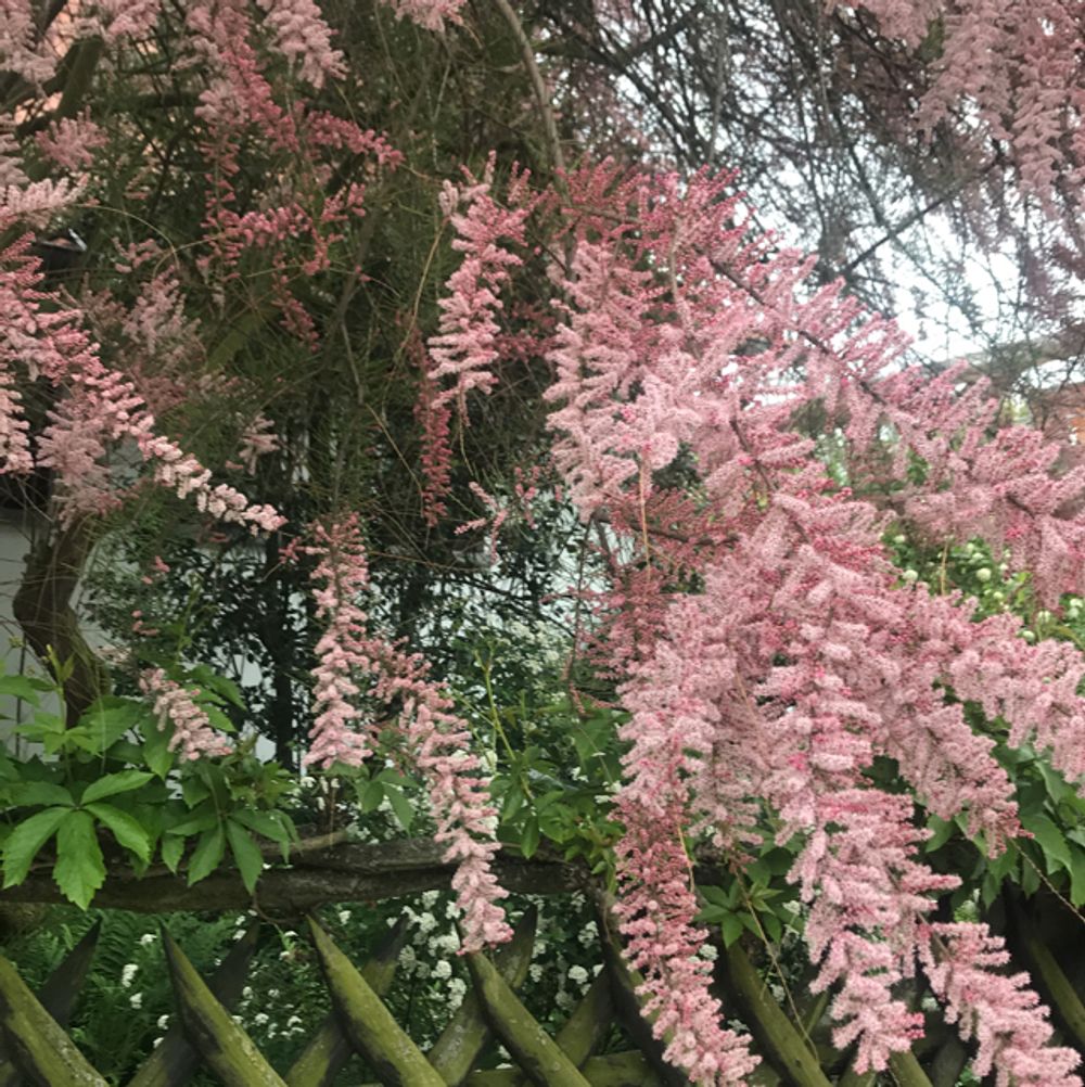 Smallflower tamarisk
