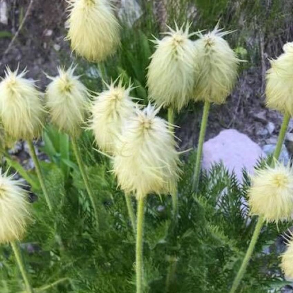 Golden top grass