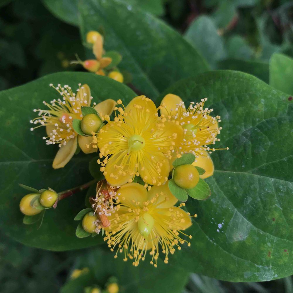 St. john’s wort