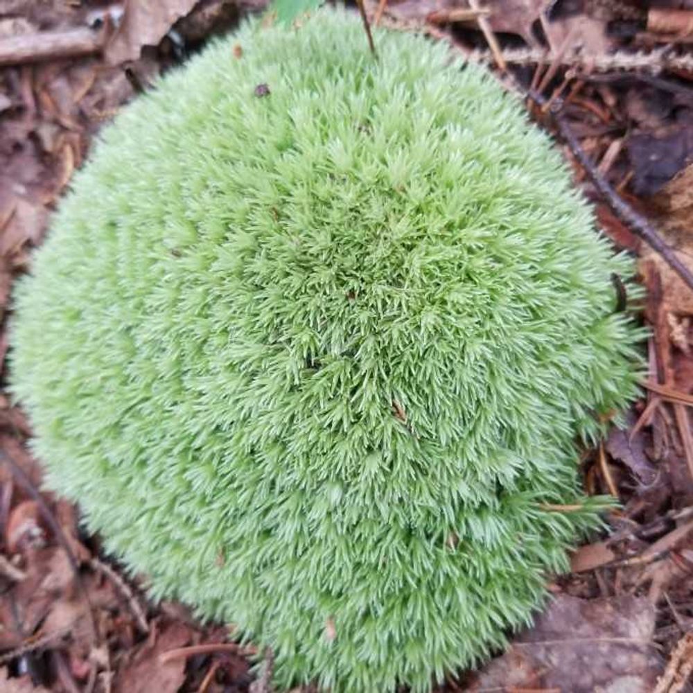 Pincushion moss