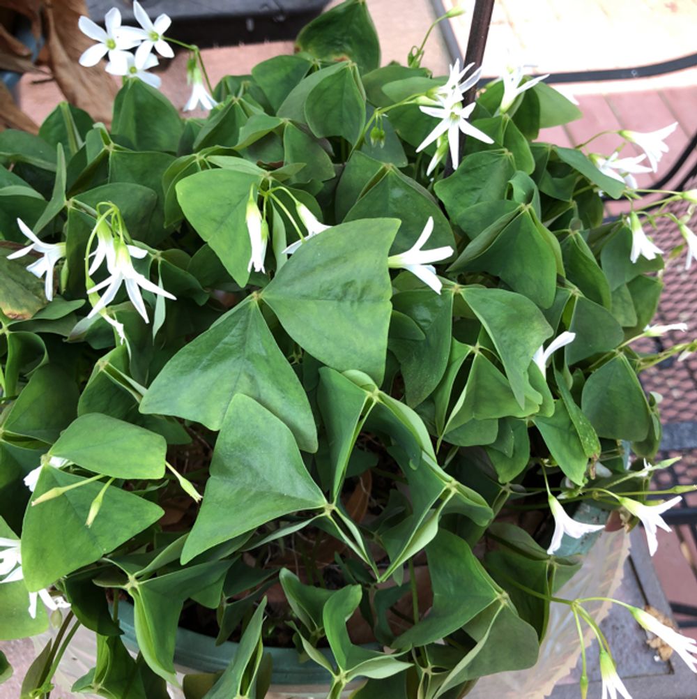False shamrock