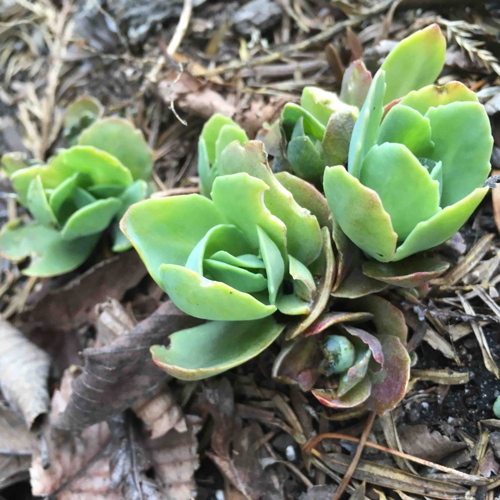 Stonecrop