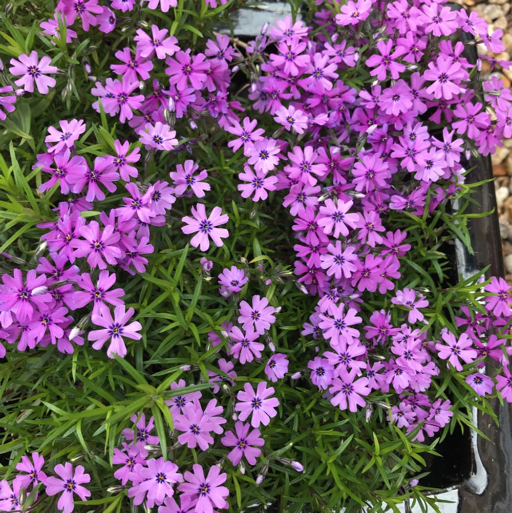 Creeping phlox