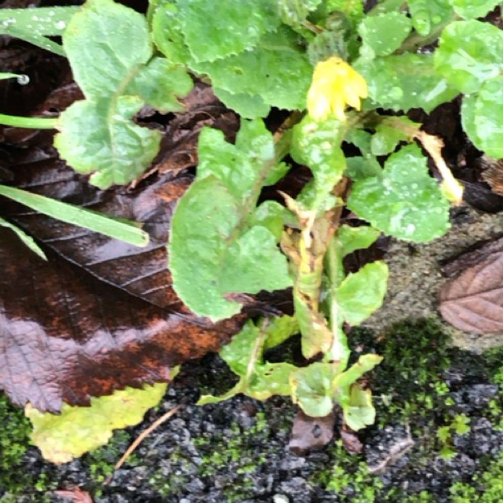Mountain sorrel