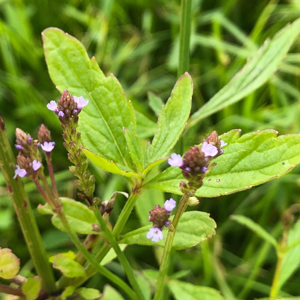 Common vervain