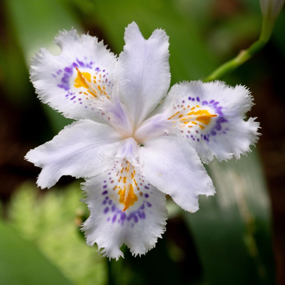 Fringed iris