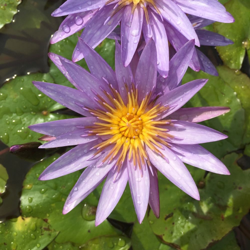 Blue lotus