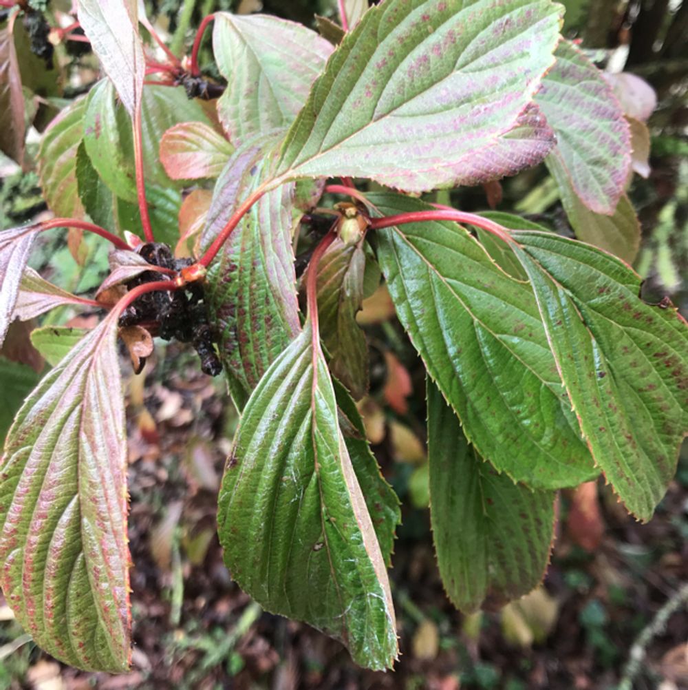 Siebold's viburnum