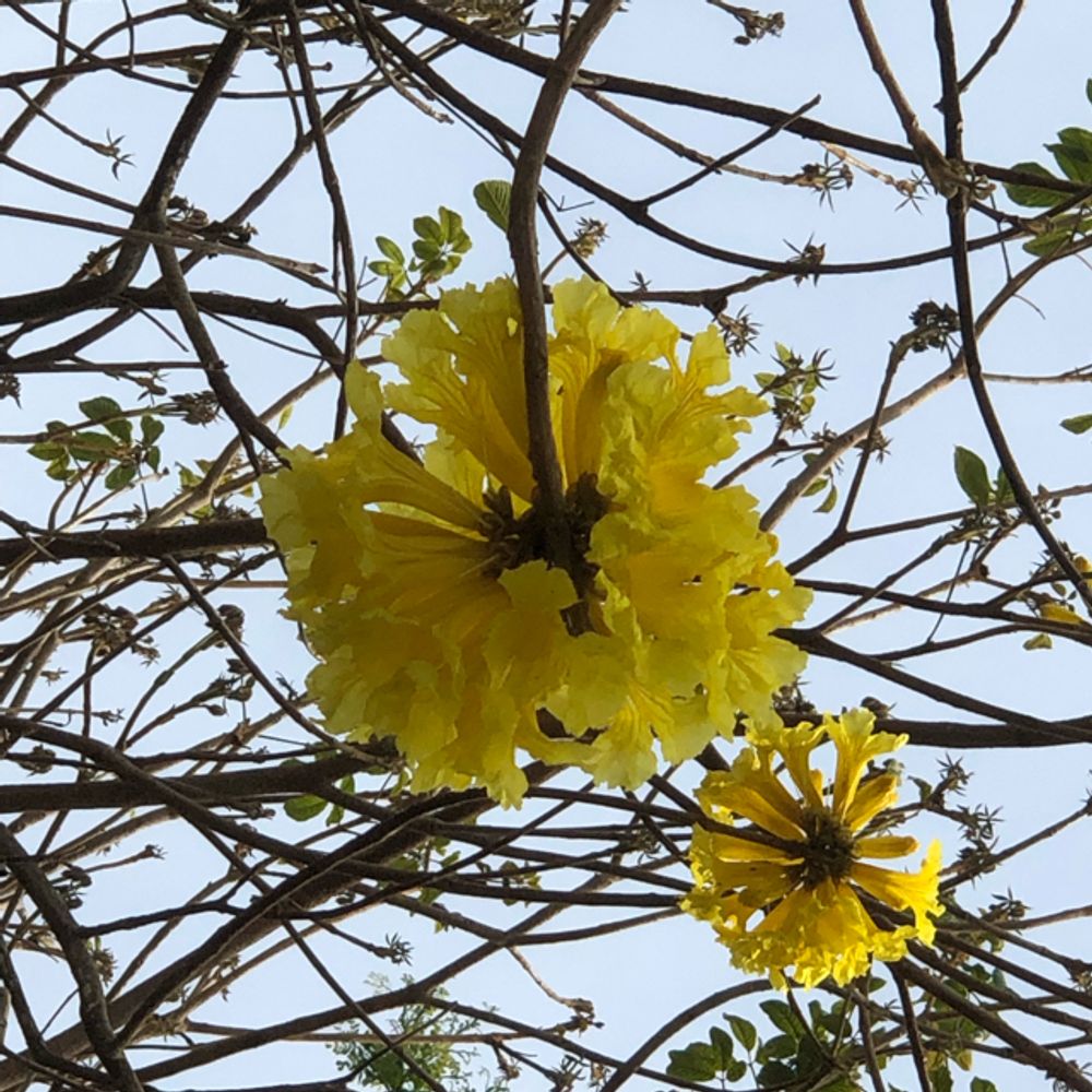 Golden trumpet tree