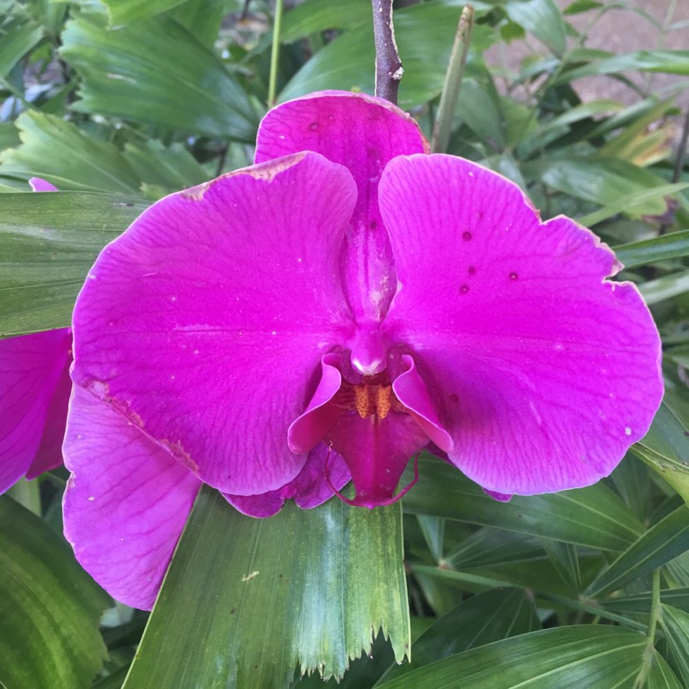 Moth orchid