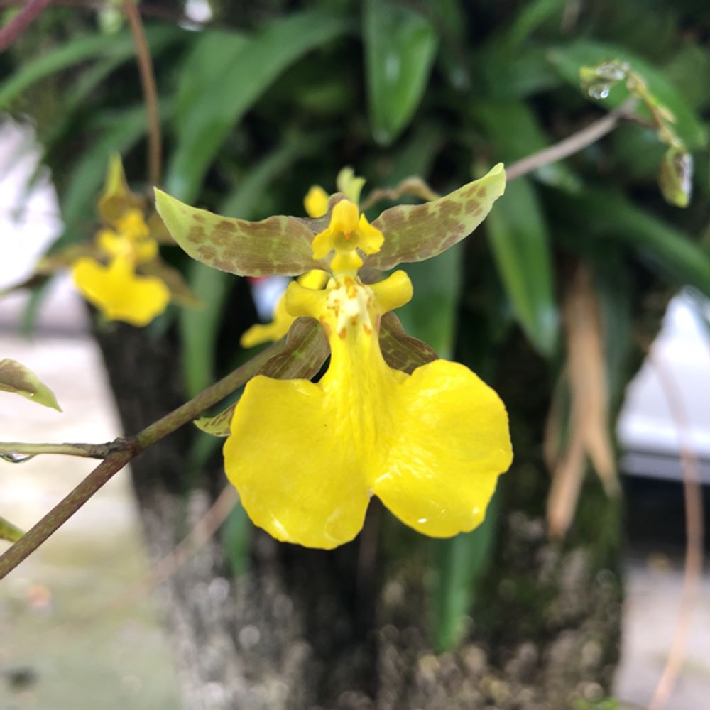 Kandyan dancer orchid