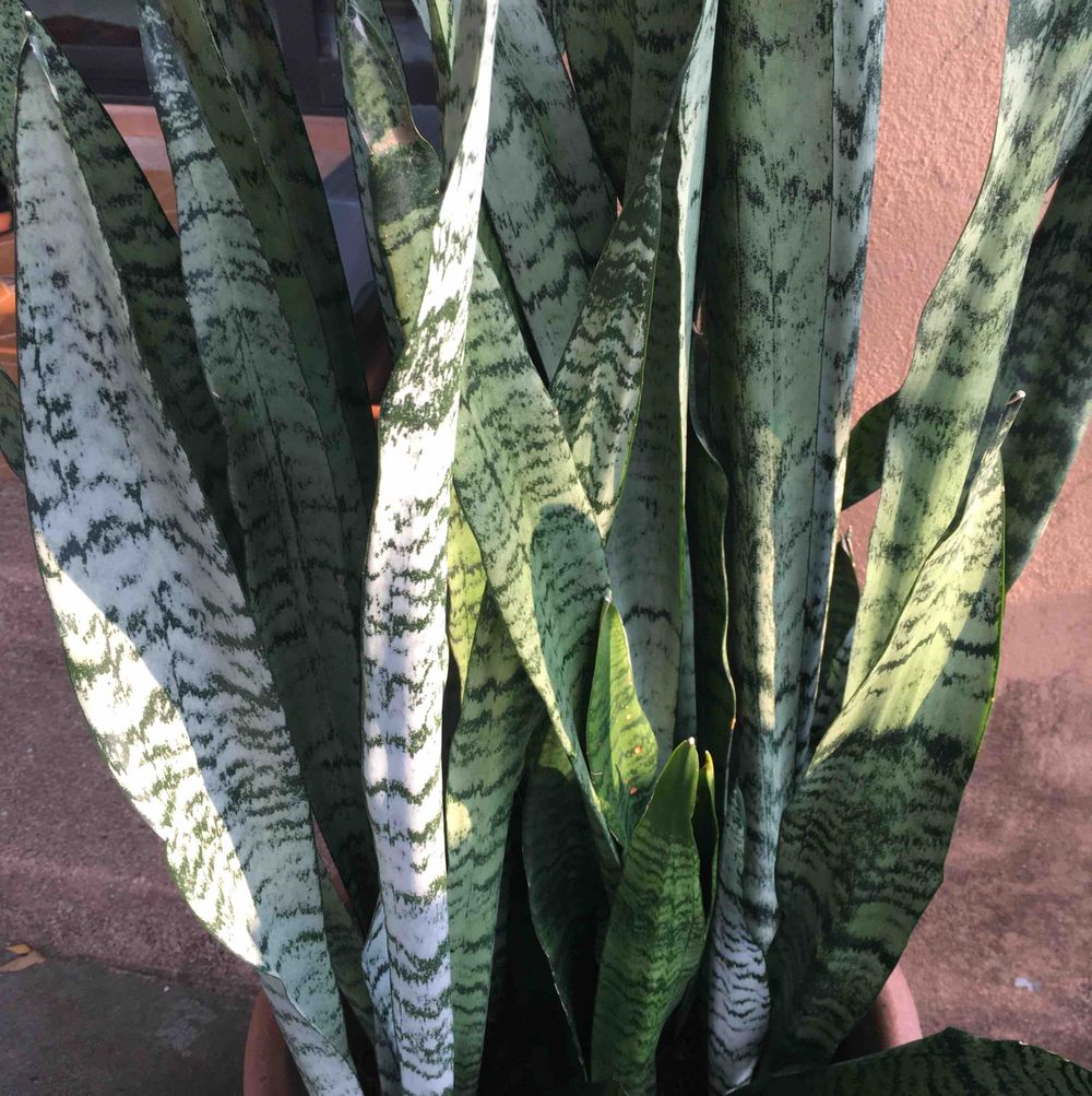 Viper's bowstring hemp