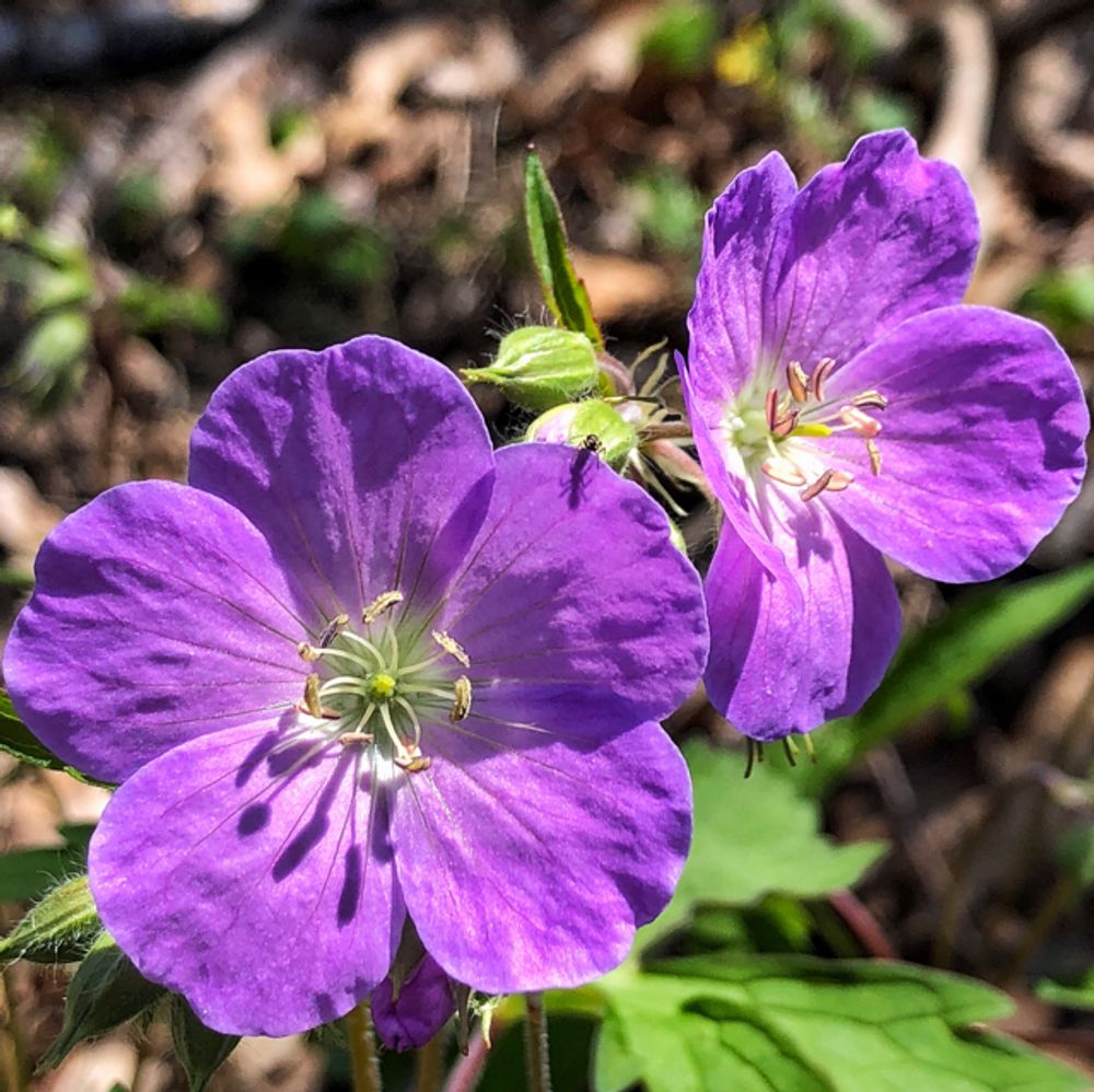 Wood cranesbill