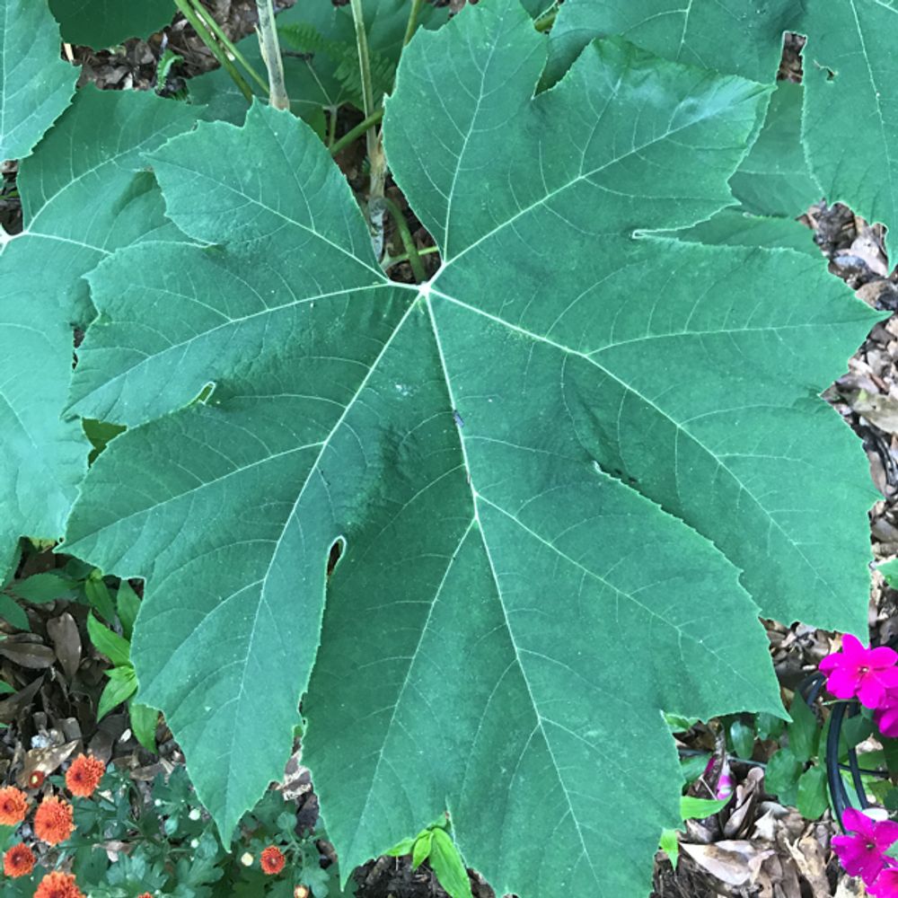 Rice-paper plant