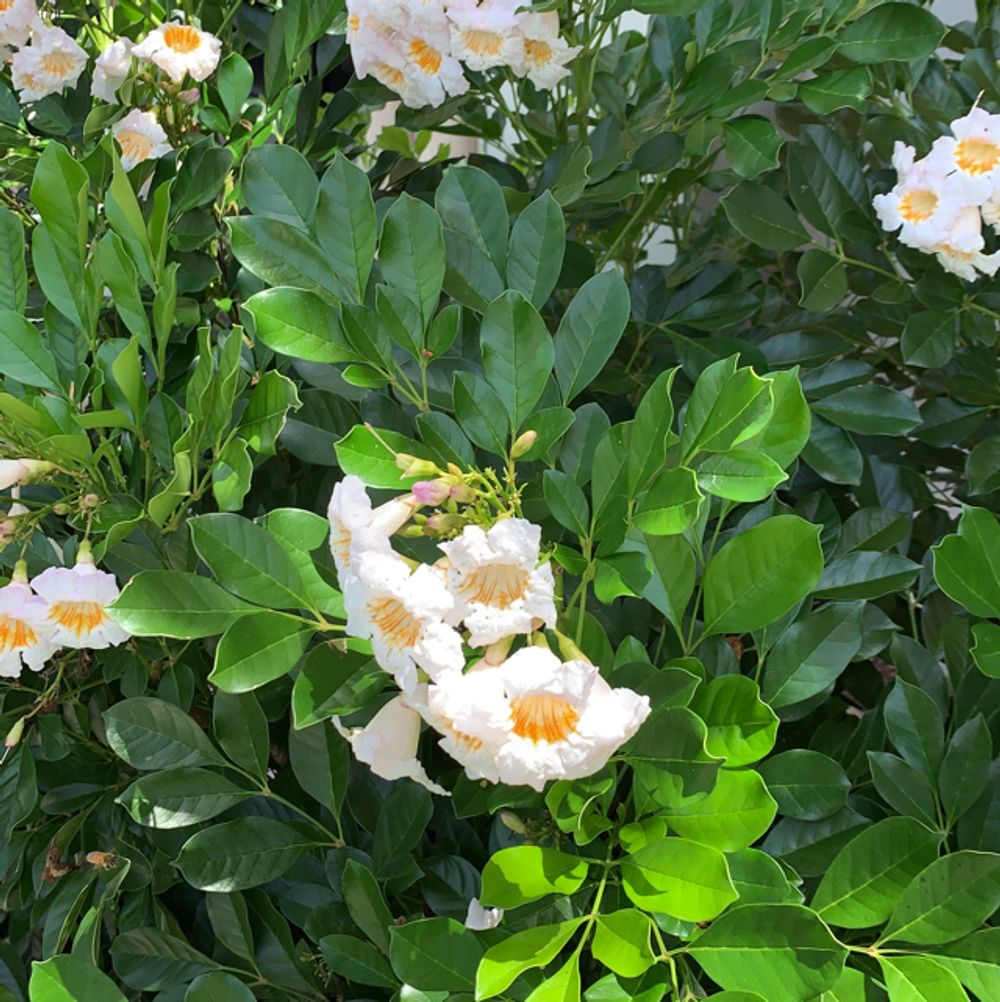 China doll plant